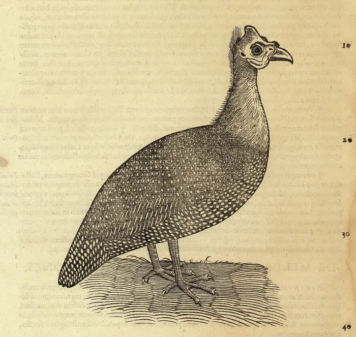 Framed Print : Guineafowl species, Numididae Framed Print : Guineafowl species, Numididae