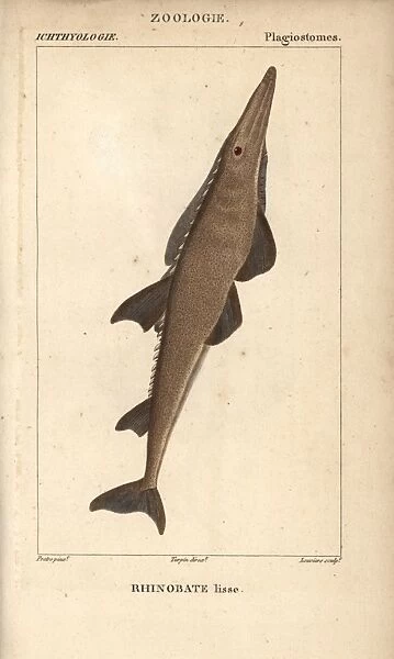 Guitarfish, shovelnose, Rhinobatos typus