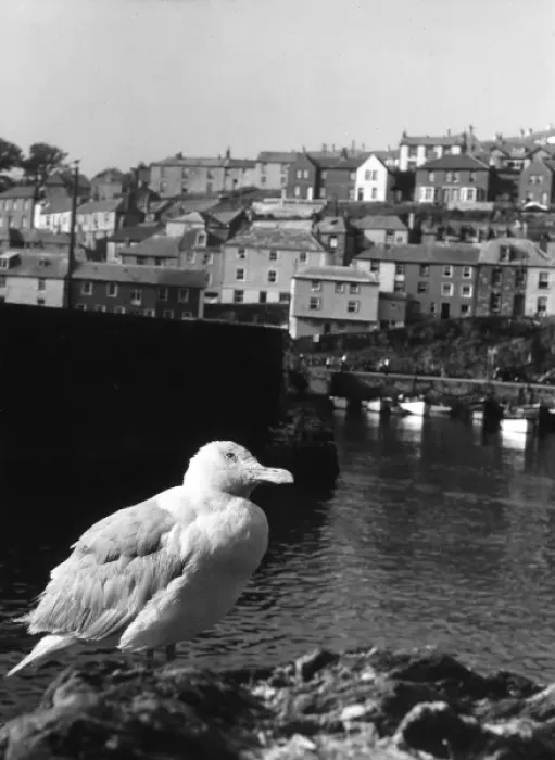 Framed Print : Gulls in Cornwall Framed Print : Gulls in Cornwall