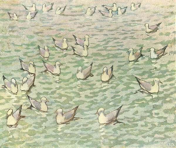 Gulls On Water