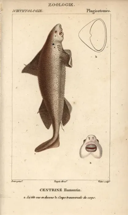 Framed Print : Gulper shark, Centrophorus granulosus Framed Print : Gulper shark, Centrophorus granulosus