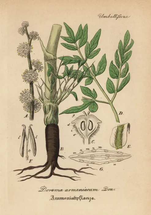 Framed Print : Gum ammoniac, Dorema ammoniacum Framed Print : Gum ammoniac, Dorema ammoniacum