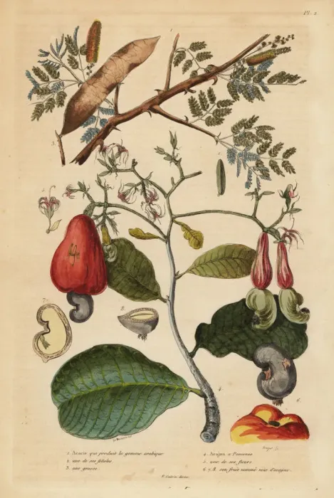 Framed Print : Gum arabic tree and cashew tree Framed Print : Gum arabic tree and cashew tree