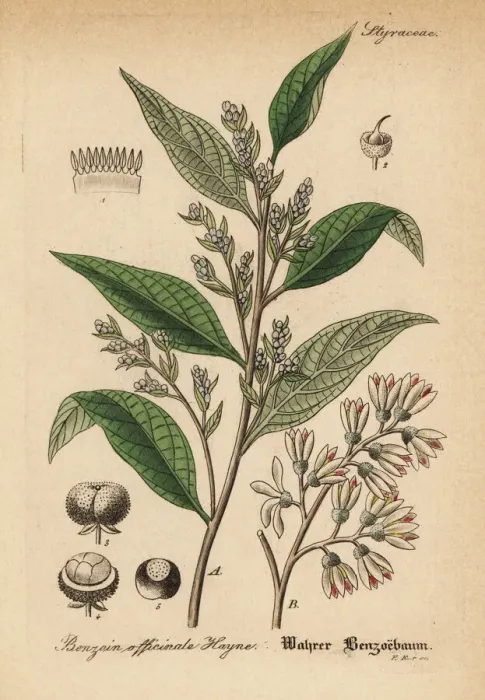 Framed Print : Gum benjamin tree, Styrax benzoin Framed Print : Gum benjamin tree, Styrax benzoin