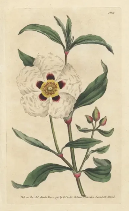 Framed Print : Gum cistus or rock rose, Cistus cyprius Framed Print : Gum cistus or rock rose, Cistus cyprius