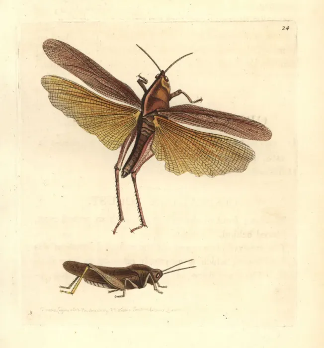 Framed Print : Gumleaf grasshopper (female top, male below) Framed Print : Gumleaf grasshopper (female top, male below)