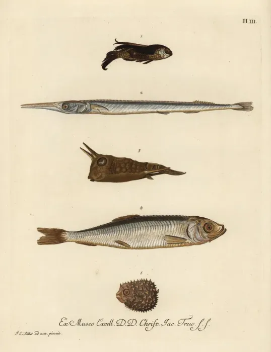 Framed Print : Gurnard, needlefish, cowfish, herring and porcupinefish Framed Print : Gurnard, needlefish, cowfish, herring and porcupinefish