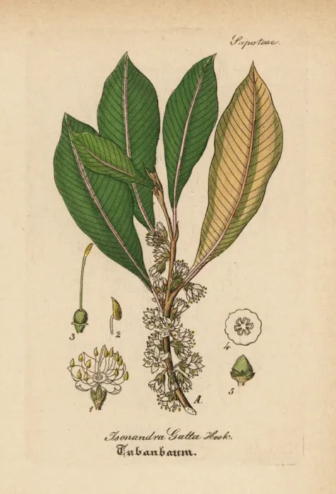 Framed Print : Gutta-percha, Palaquium gutta Framed Print : Gutta-percha, Palaquium gutta