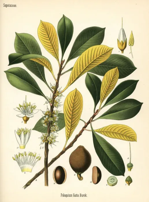 Framed Print : Gutta percha, Palaquium gutta Framed Print : Gutta percha, Palaquium gutta