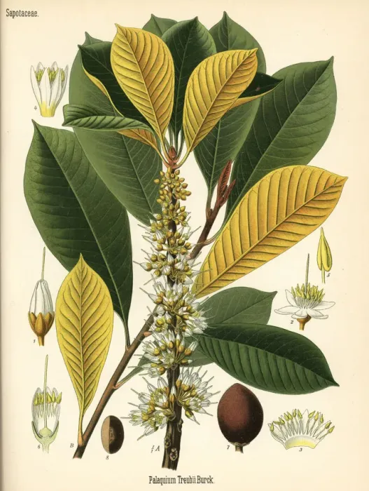 Framed Print : Gutta percha, Palaquium gutta Framed Print : Gutta percha, Palaquium gutta