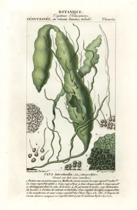 Framed Print : Gutweed or grass kelp, Ulva intestinalis Framed Print : Gutweed or grass kelp, Ulva intestinalis