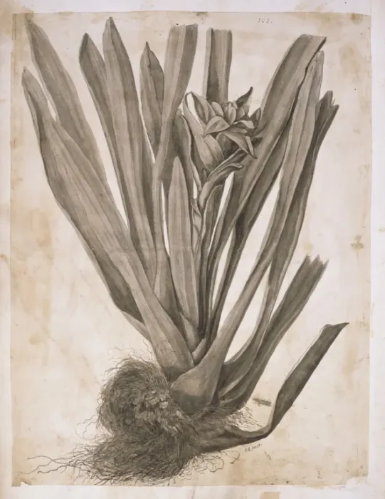 Framed Print : Guzmania lingulata, scarlet star Framed Print : Guzmania lingulata, scarlet star