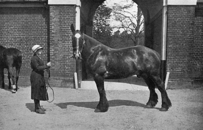 Framed Print : Gwen Aldin at Army Remount Depot, WW1 Framed Print : Gwen Aldin at Army Remount Depot, WW1