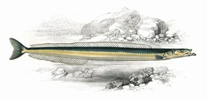 Framed Print : Gymnammodytes cicerelus, or Mediterranean Sand Eel Framed Print : Gymnammodytes cicerelus, or Mediterranean Sand Eel