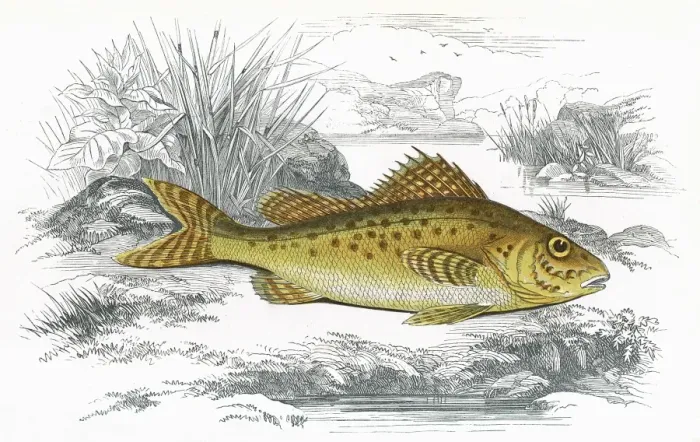 Framed Print : Gymnocephalus cernua, or Eurasian Ruffe Framed Print : Gymnocephalus cernua, or Eurasian Ruffe