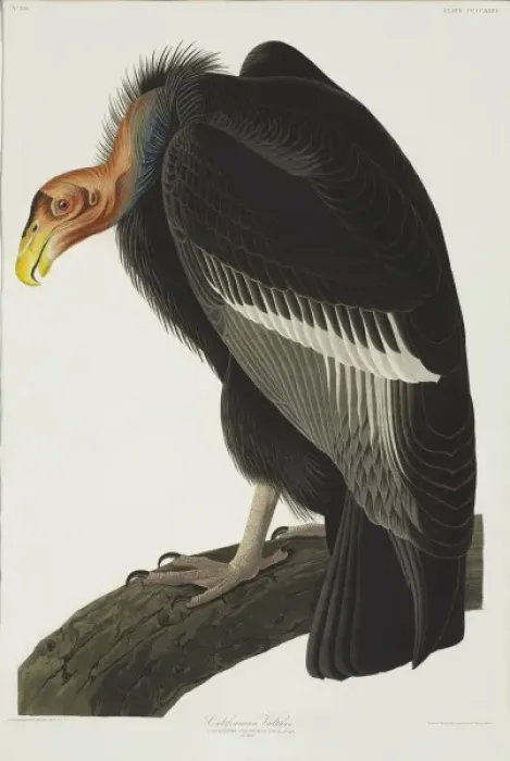 Framed Print : Gymnogyps californianus, Californian condor Framed Print : Gymnogyps californianus, Californian condor