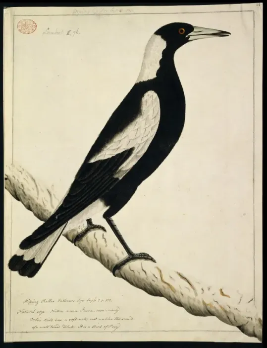 Framed Print : Gymnorhina tibicen, Australian magpie