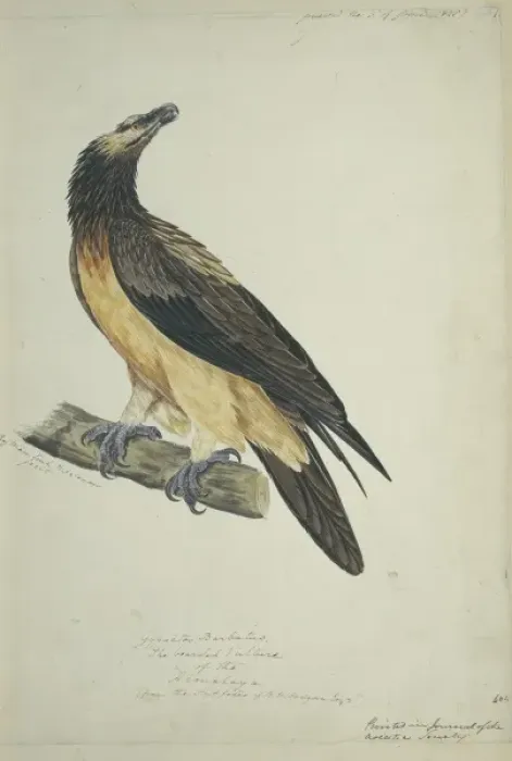 Framed Print : Gypaetos barbatus, lammergeier Framed Print : Gypaetos barbatus, lammergeier