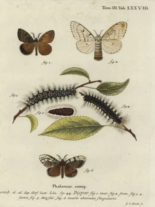 Framed Print : Gypsy moth, Lymantria dispar Framed Print : Gypsy moth, Lymantria dispar