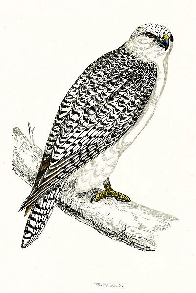 GYRFALCON (sometimes Gerfalcon) (Falco gyrfalco) Date: 1851