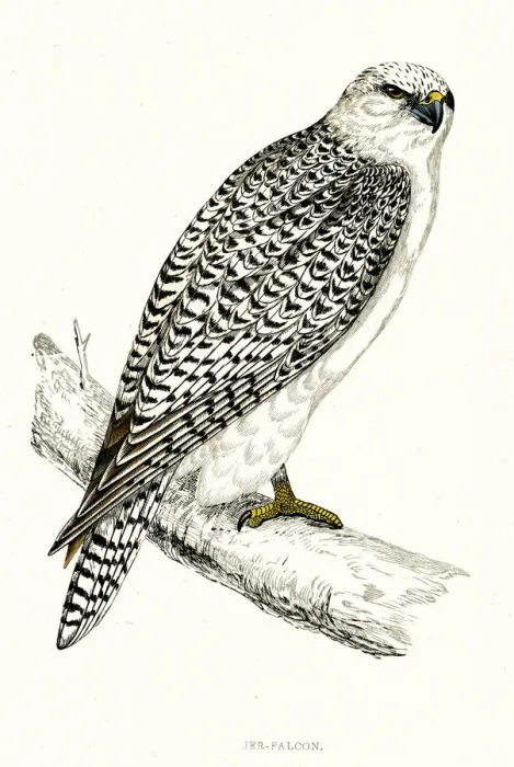 Framed Print : GYRFALCON (sometimes Gerfalcon) (Falco gyrfalco). Date: 1851 Framed Print : GYRFALCON (sometimes Gerfalcon) (Falco gyrfalco). Date: 1851