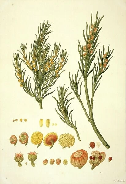 Gyrostemon ramulosus, sandhill corkbark