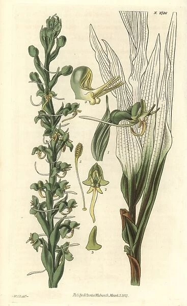 Habenaria leptoceras, slender-spurred fringed