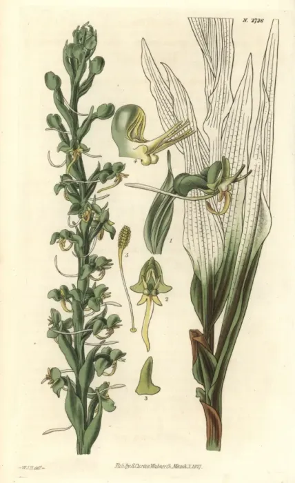 Framed Print : Habenaria leptoceras, slender-spurred fringed Framed Print : Habenaria leptoceras, slender-spurred fringed