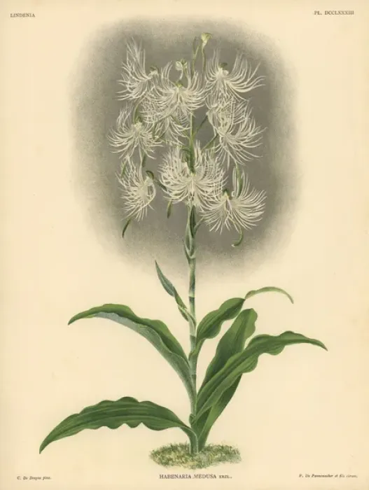 Framed Print : Habenaria medusa, Krzl, orchid Framed Print : Habenaria medusa, Krzl, orchid
