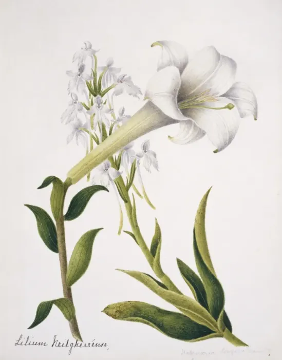 Framed Print : Habernaria logicalearata, orchid and Lilium neilgherrense, l Framed Print : Habernaria logicalearata, orchid and Lilium neilgherrense, l