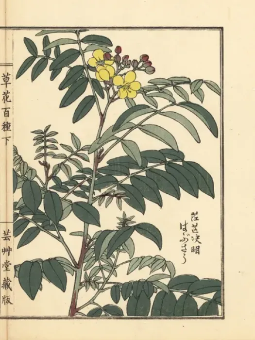 Framed Print : Habusou or coffee senna, Senna occidentalis Framed Print : Habusou or coffee senna, Senna occidentalis