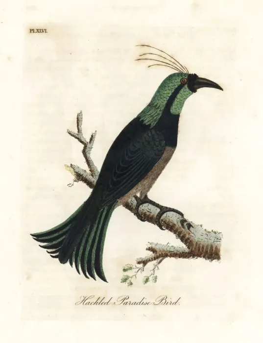 Framed Print : Hackled paradise bird Framed Print : Hackled paradise bird