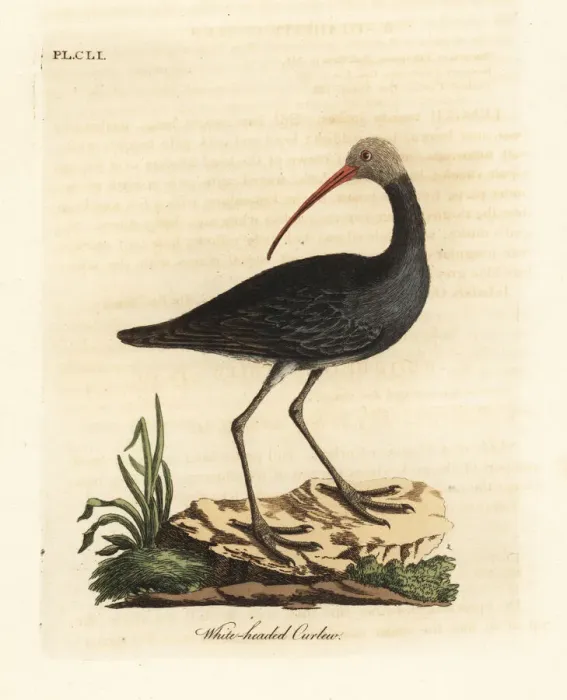 Framed Print : Hadada or hadeda ibis, Bostrychia hagedash? Framed Print : Hadada or hadeda ibis, Bostrychia hagedash?