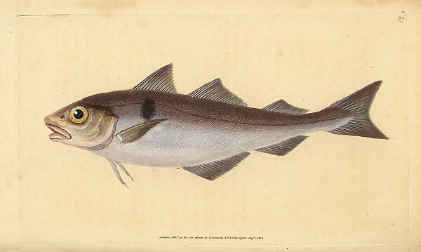 Haddock, Melanogrammus aeglefinus. Vulnerable