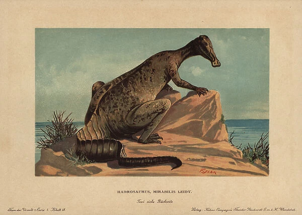 Hadrosaur, extinct genus of ground dwelling