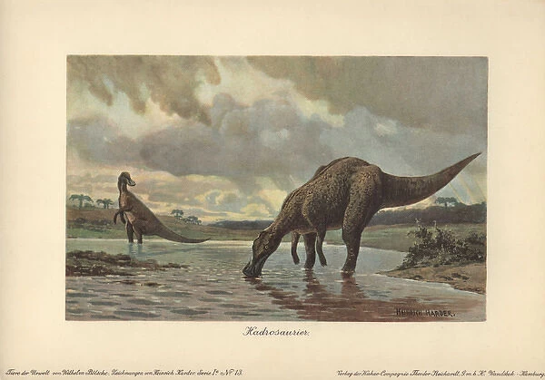 Hadrosaurs or duck-billed dinosaurs of the