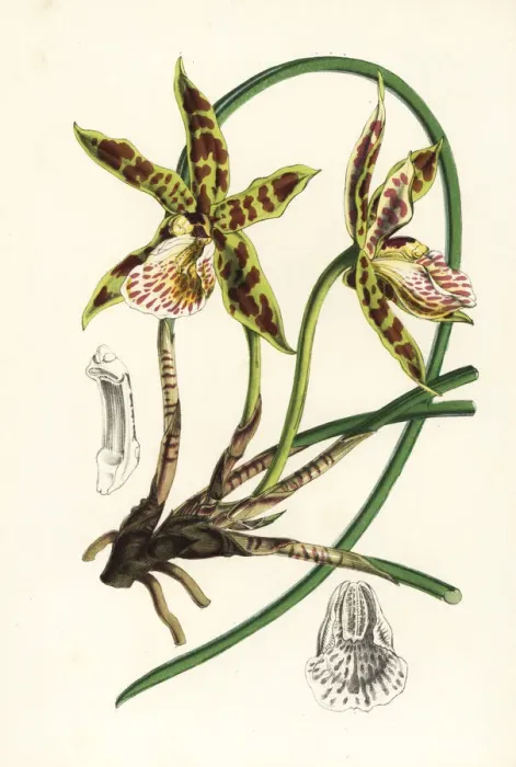 Framed Print : Hadwens scuticaria orchid, Scuticaria hadwenii Framed Print : Hadwens scuticaria orchid, Scuticaria hadwenii