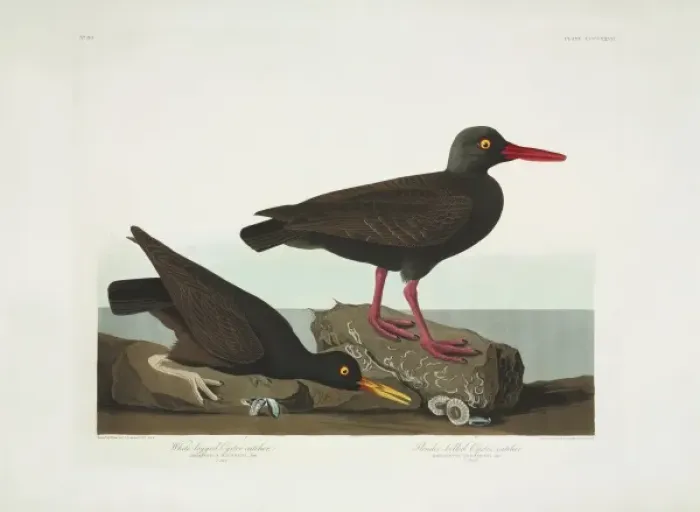 Framed Print : Haematopus bachmani, American black oystercatcher Framed Print : Haematopus bachmani, American black oystercatcher