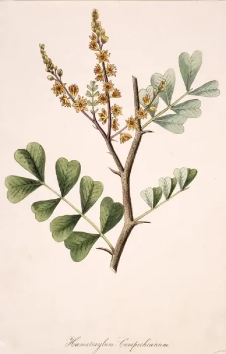 Framed Print : Haematoxylum campechianum, bloodwood tree Framed Print : Haematoxylum campechianum, bloodwood tree