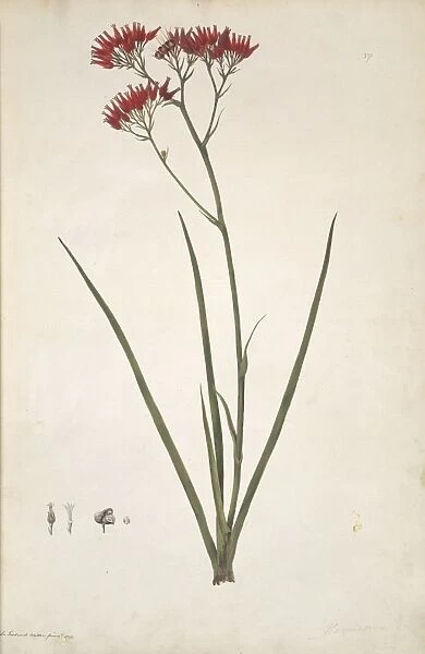 Haemodorum coccineum, scarlet bloodroot