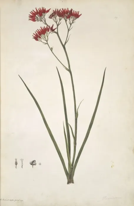 Framed Print : Haemodorum coccineum, scarlet bloodroot Framed Print : Haemodorum coccineum, scarlet bloodroot