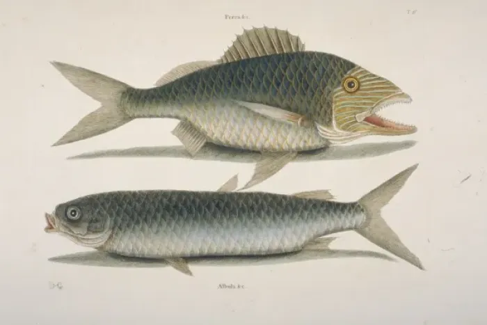 Framed Print : Haemulon plumieri, white grunt & Mugil cephalus, mullet Framed Print : Haemulon plumieri, white grunt & Mugil cephalus, mullet