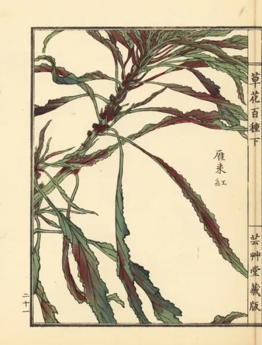 Framed Print : Hageitou or Josephs coat, Amaranthus tricolor Framed Print : Hageitou or Josephs coat, Amaranthus tricolor