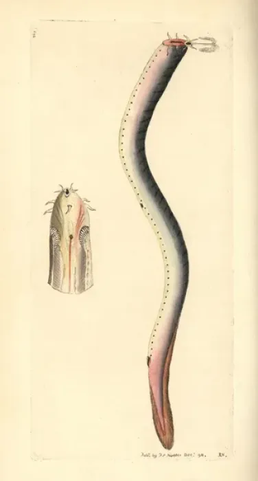 Framed Print : Hagfish, Myxine glutinosa Framed Print : Hagfish, Myxine glutinosa