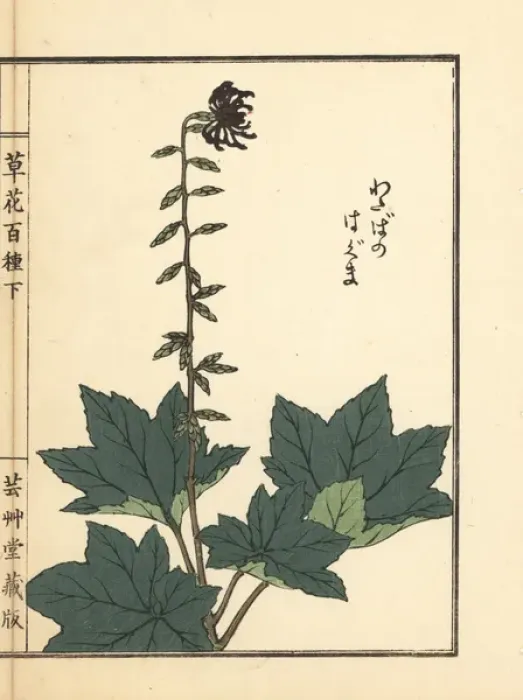 Framed Print : Haguma or Ainsliaea acerifolia Framed Print : Haguma or Ainsliaea acerifolia