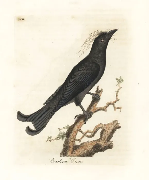 Framed Print : Hair-crested drongo, Dicrurus hottentottus Framed Print : Hair-crested drongo, Dicrurus hottentottus