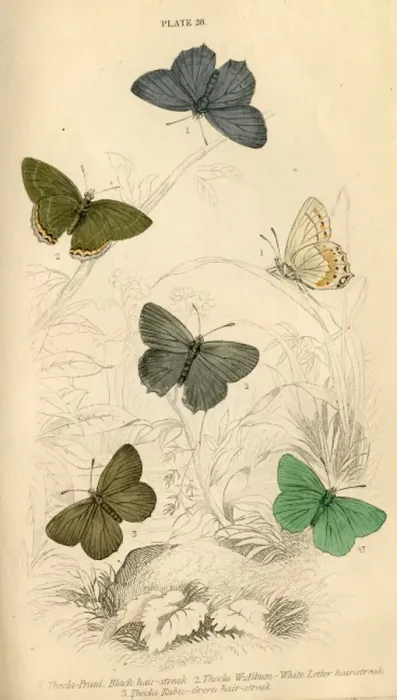 Framed Print : Hair Streak Butterflies Framed Print : Hair Streak Butterflies