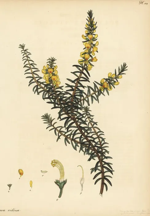 Framed Print : Hairy bush-pea, Pultenaea villosa Framed Print : Hairy bush-pea, Pultenaea villosa