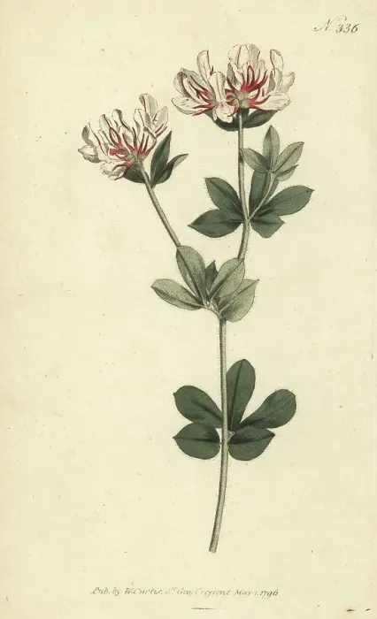 Framed Print : Hairy canary-clover, Lotus hirsutus Framed Print : Hairy canary-clover, Lotus hirsutus