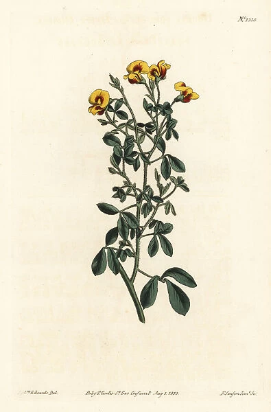 Hairy goodia, Goodia lotifolia var. pubescens